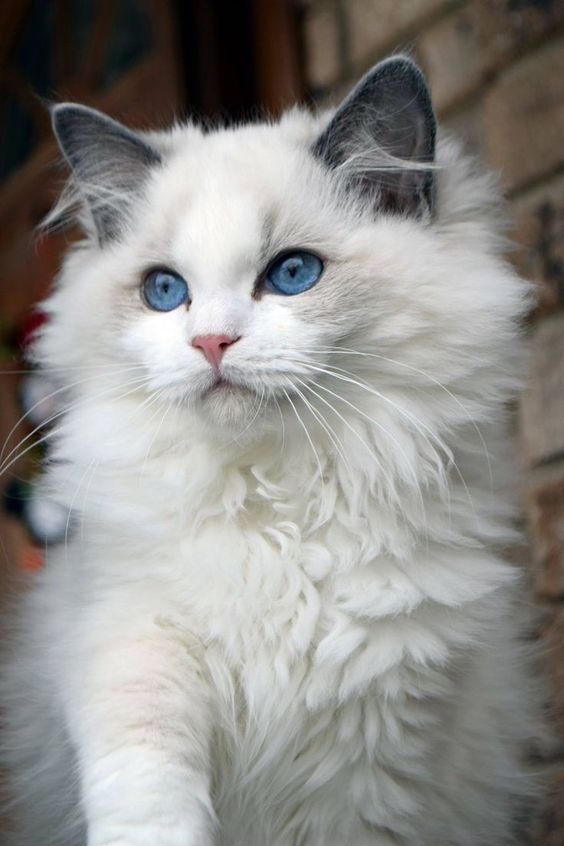 Красивые фотографии глаз кошек в отличном качестве (14)