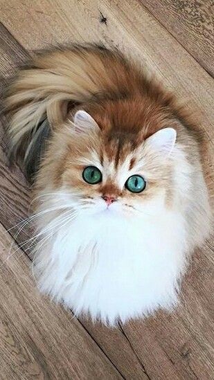 Красивые фотографии глаз кошек в отличном качестве (15)