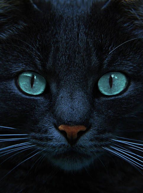Красивые фотографии глаз кошек в отличном качестве (17)