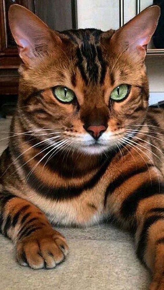 Красивые фотографии глаз кошек в отличном качестве (18)