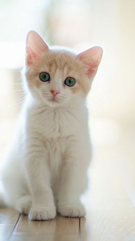 Красивые фотографии глаз кошек в отличном качестве (22)
