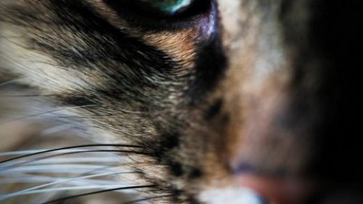 Красивые фотографии глаз кошек в отличном качестве (5)