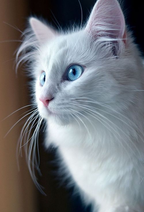 Красивые фотографии глаз кошек в отличном качестве (6)