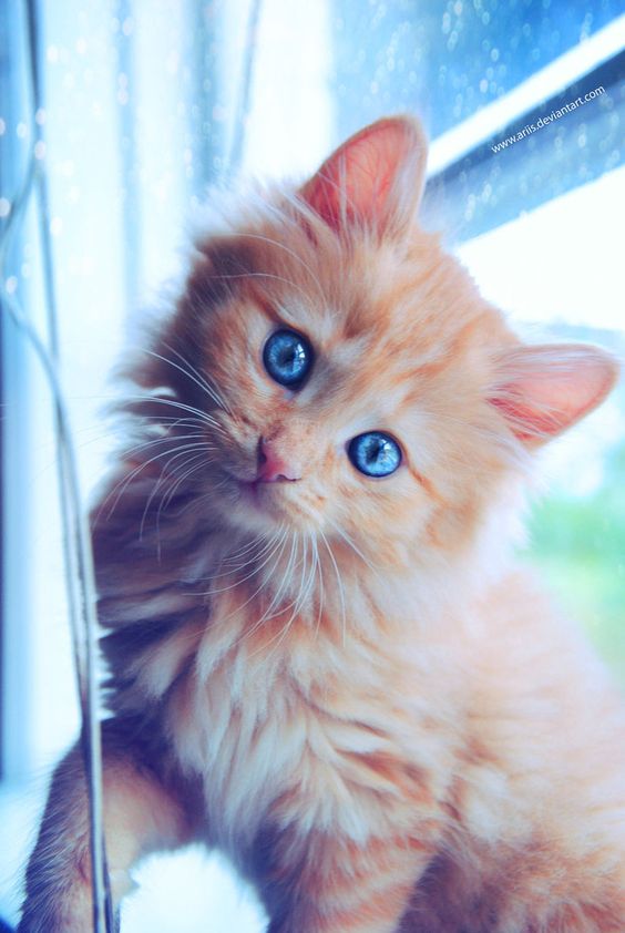 Красивые фотографии глаз кошек в отличном качестве (7)