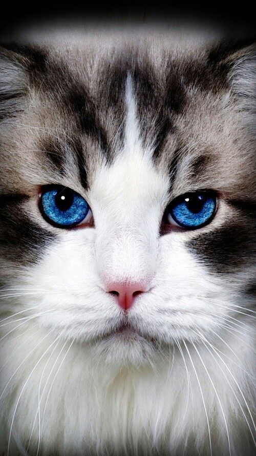 Красивые фотографии глаз кошек в отличном качестве (8)