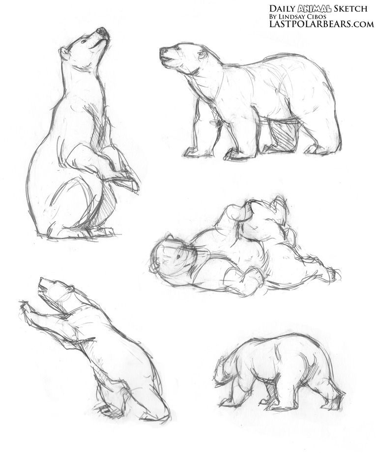Картинки сказочного медведя для детей (17)