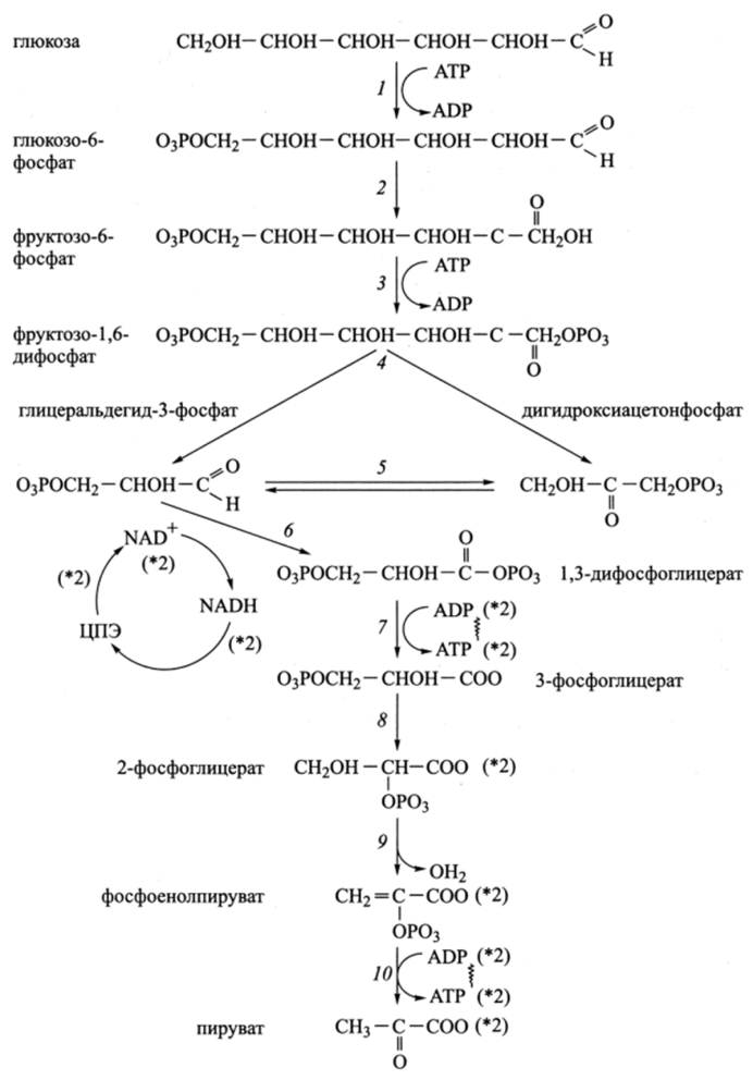 Гликолиз схема с ферментами