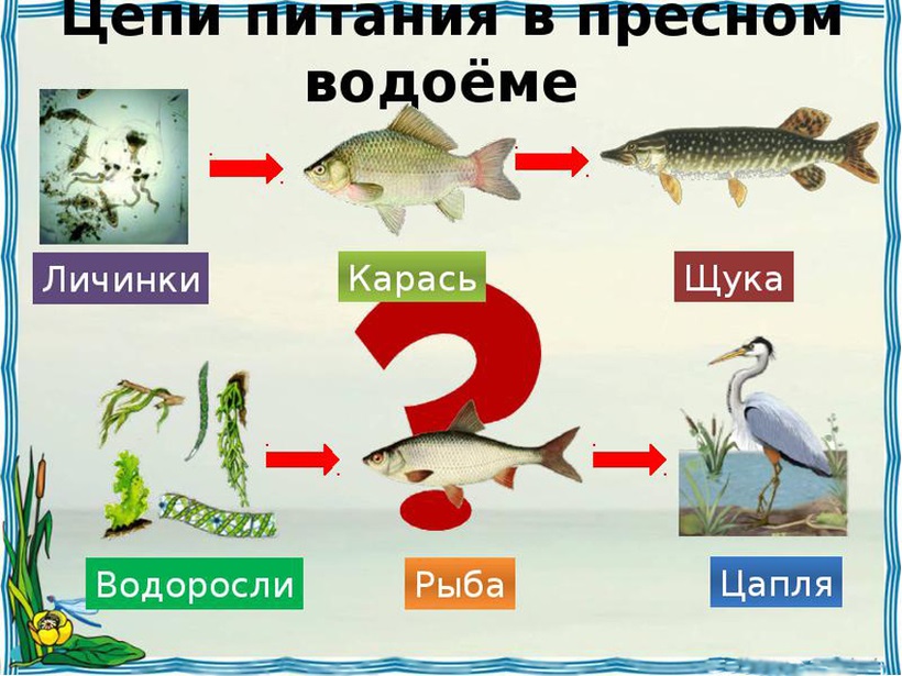 По рисунку составь 2 цепи питания одна из которых начинается в воде другая на суше