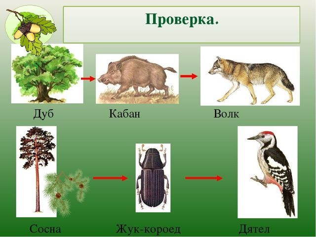 Цепь питания ели. Цепь питания сосна дятел Жук короед. Цепь питания волк дуб кабан. Цепь питания Жук короед. Цепи питания в лесу 3 класс окружающий мир.