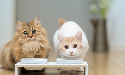 6 советов по кормлению котенка, как кормить котенка влажным и сухим кормом (1)