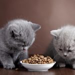 6 советов по кормлению котенка, как кормить котенка влажным и сухим кормом?