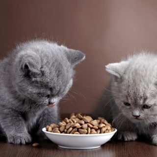 6 советов по кормлению котенка, как кормить котенка влажным и сухим кормом (2)