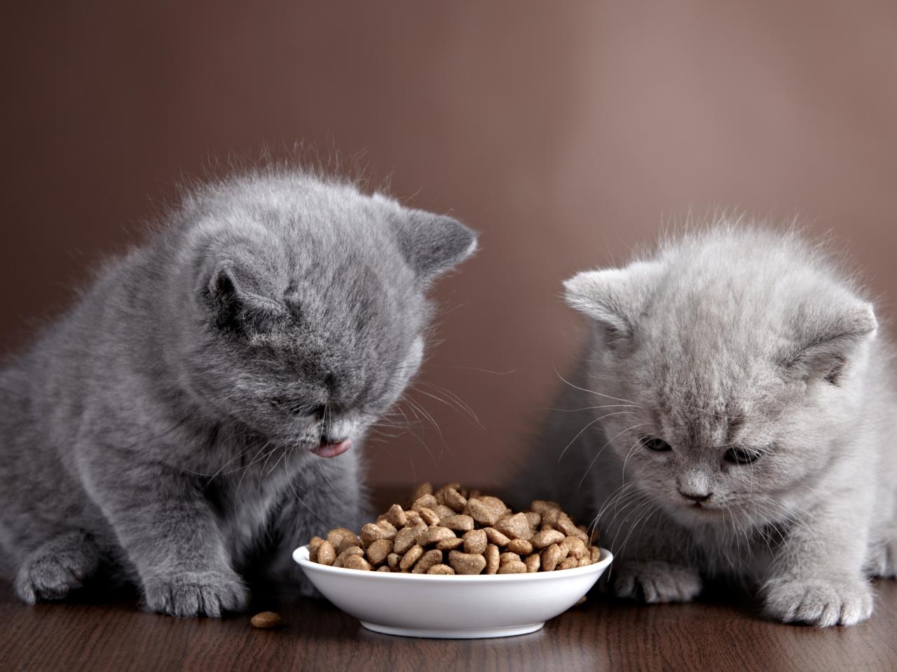 6 советов по кормлению котенка, как кормить котенка влажным и сухим кормом (2)