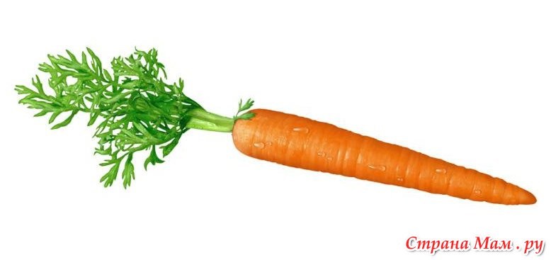 Морковь на белом фоне картинка (17)