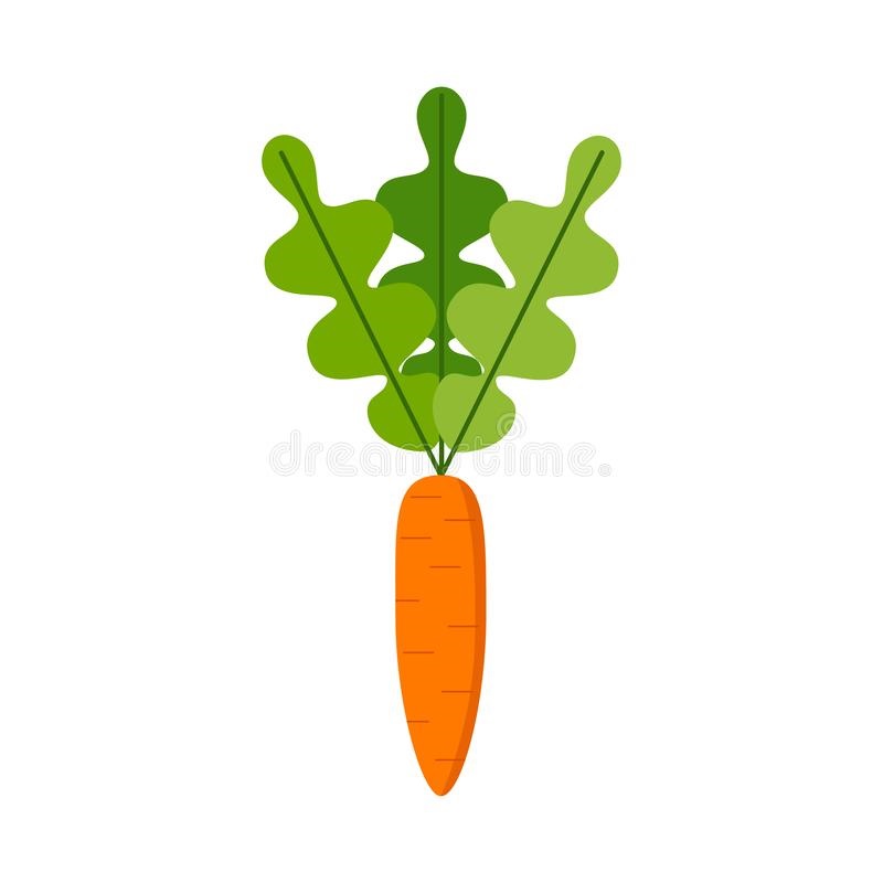 Морковь на белом фоне картинка (19)