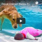 Собака спасает хозяина — удивительные видео ролики