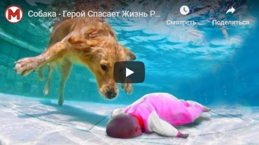 Собака спасает хозяина   удивительные видео ролики