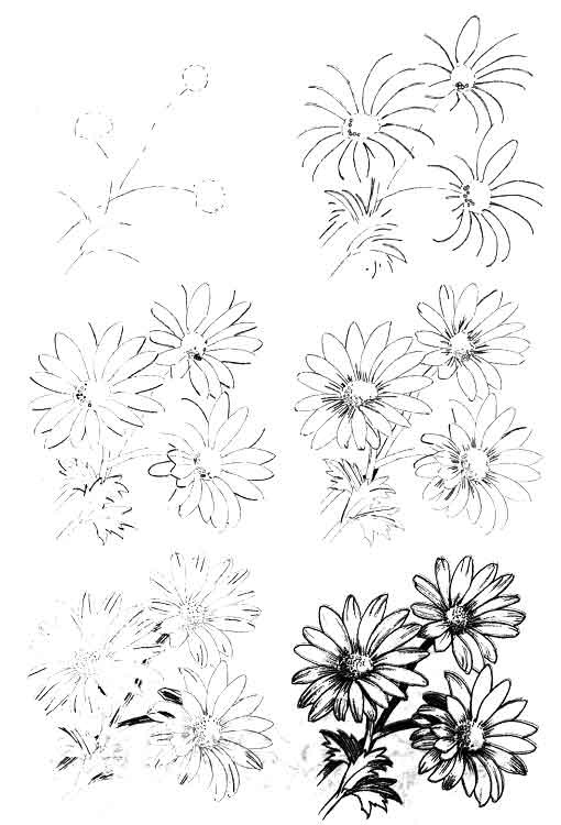 Цветы рисунок для детей карандашом (14)
