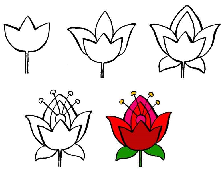 Цветы рисунок для детей карандашом (18)
