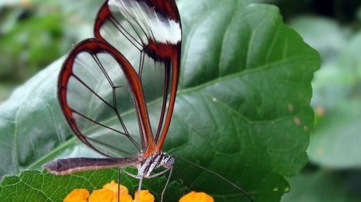 Бабочки с прозрачными крыльями фото (22)