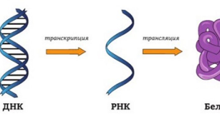 Днк в соединении с белком. Схема передачи генетической информации от ДНК К белку.. ДНК РНК белок схема. ДНК ИРНК белок. Из ДНК В белок.