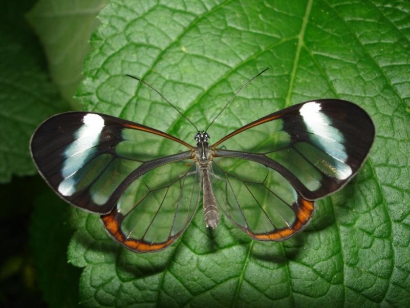 Бабочки с прозрачными крыльями фото (10)