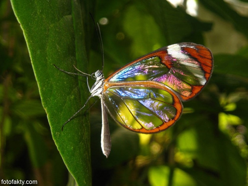 Бабочки с прозрачными крыльями фото (11)
