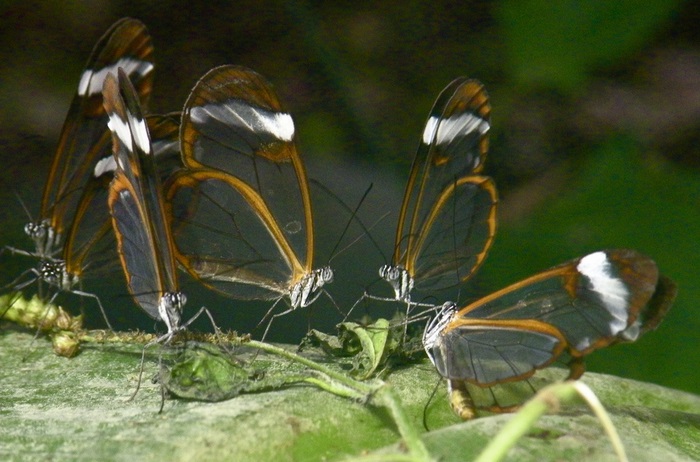 Бабочки с прозрачными крыльями фото (13)