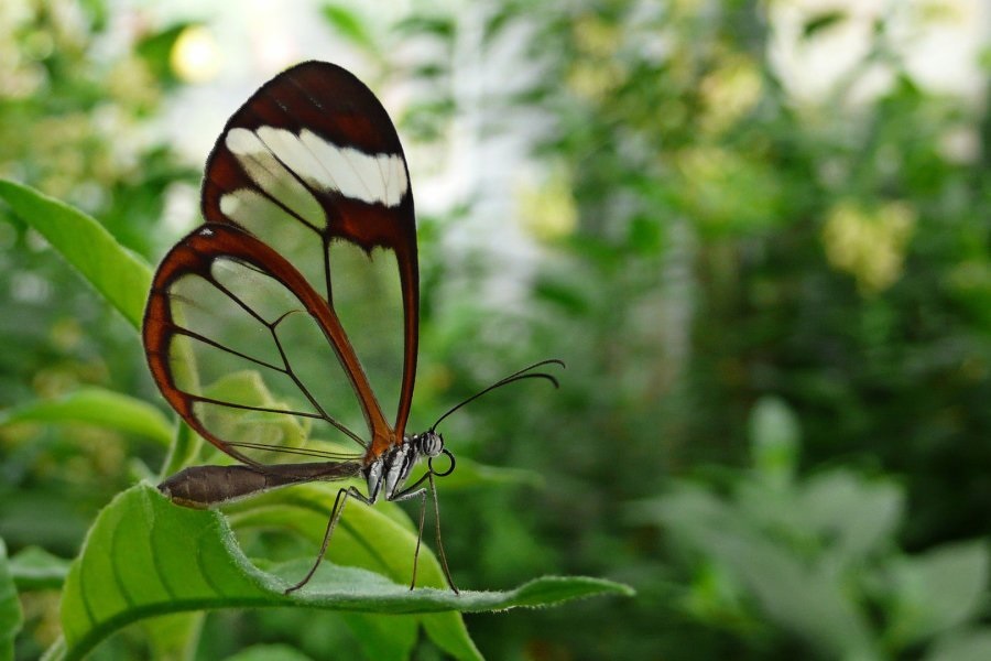 Бабочки с прозрачными крыльями фото (14)
