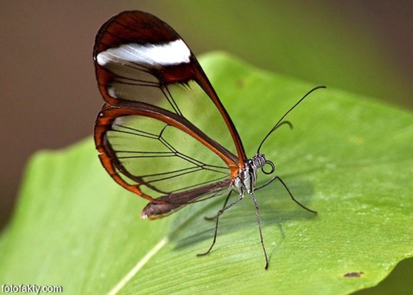 Бабочки с прозрачными крыльями фото (15)