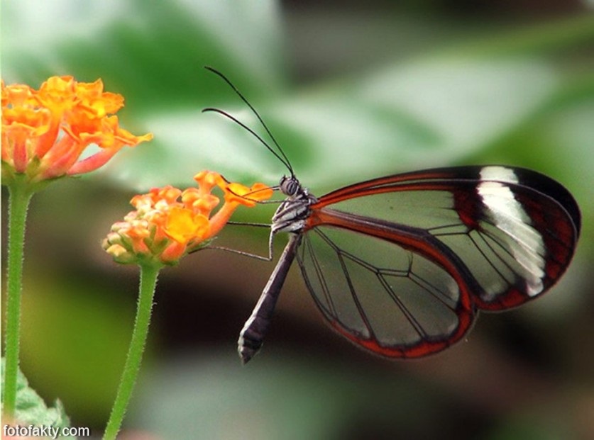 Бабочки с прозрачными крыльями фото (17)