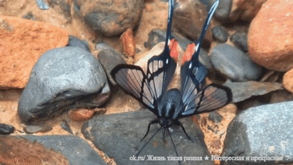 Бабочки с прозрачными крыльями фото (18)