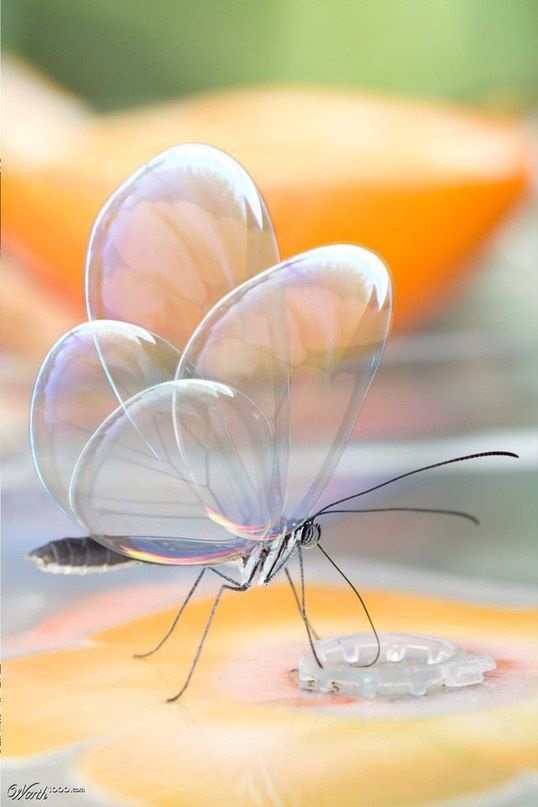 Бабочки с прозрачными крыльями фото (2)
