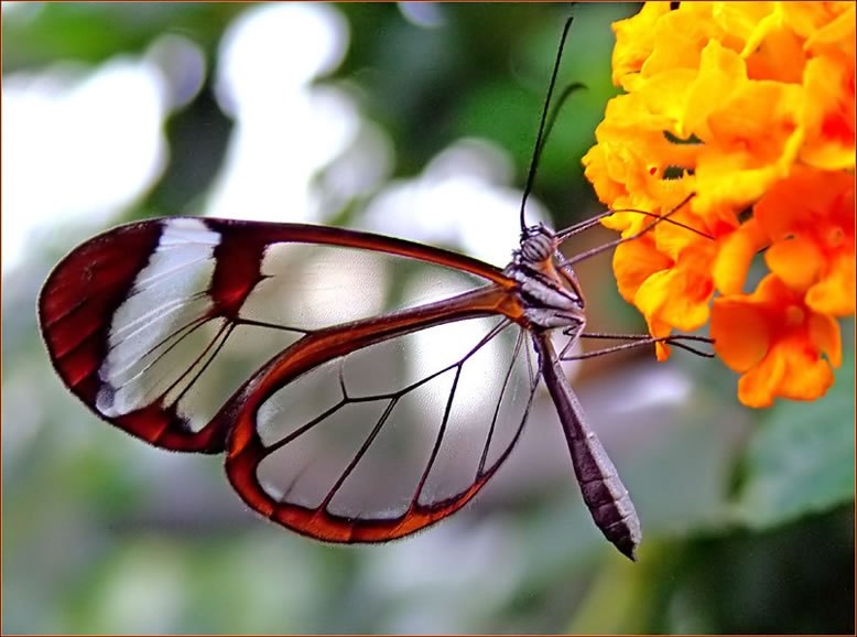 Бабочки с прозрачными крыльями фото (20)