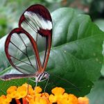 Бабочки с прозрачными крыльями фото