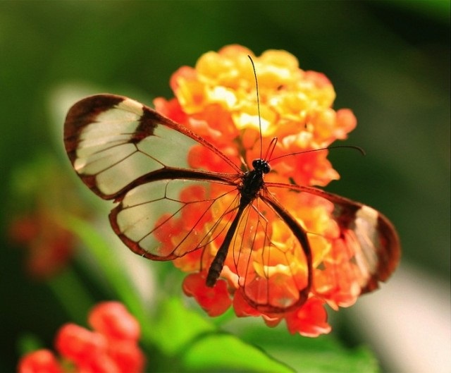 Бабочки с прозрачными крыльями фото (23)