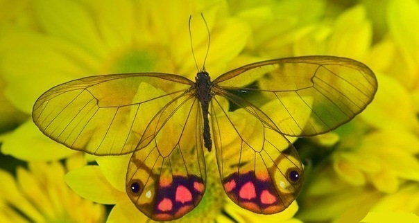 Бабочки с прозрачными крыльями фото (3)