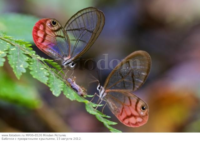 Бабочки с прозрачными крыльями фото (5)