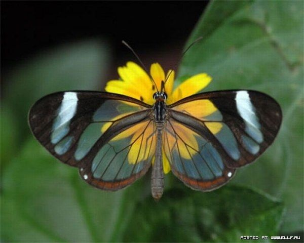 Бабочки с прозрачными крыльями фото (6)