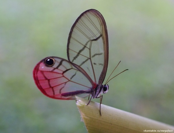 Бабочки с прозрачными крыльями фото (7)