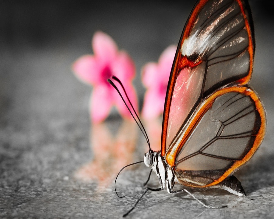 Бабочки с прозрачными крыльями фото (8)