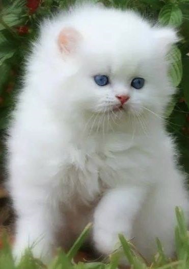 Белые пушистые котята красивые фотографии (1)