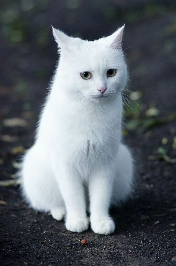 Белые пушистые котята красивые фотографии (10)