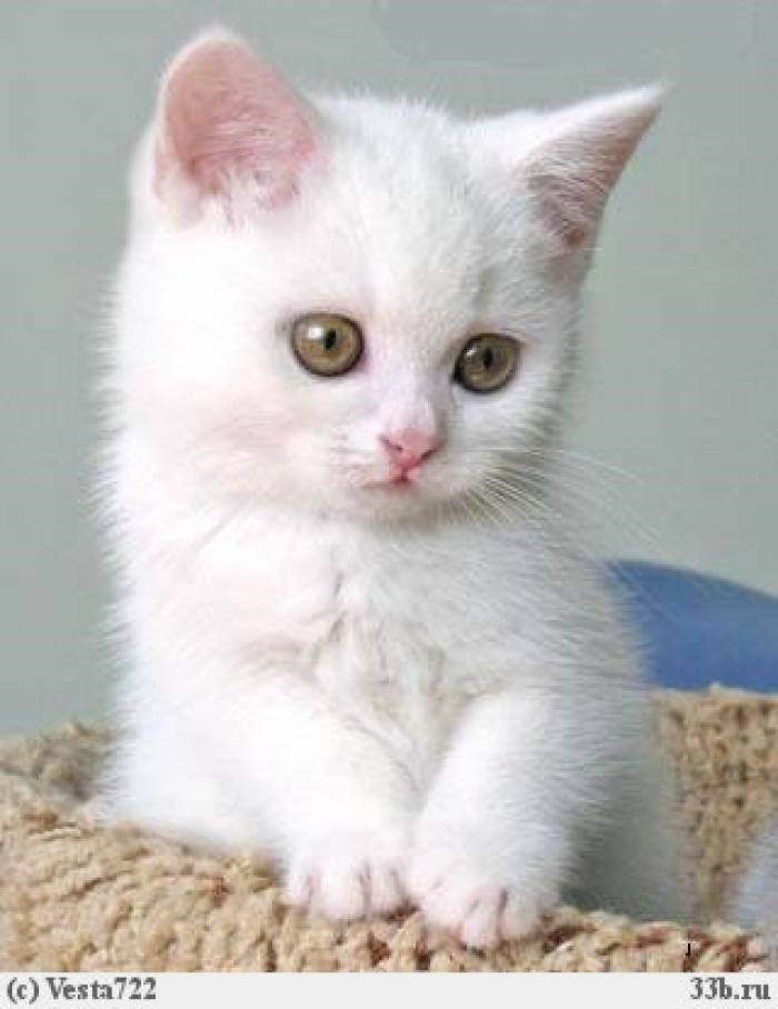 Белые пушистые котята красивые фотографии (12)
