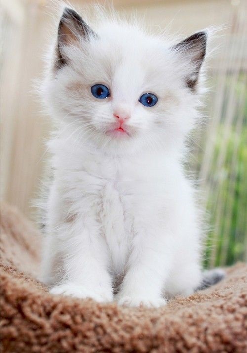 Белые пушистые котята красивые фотографии (14)