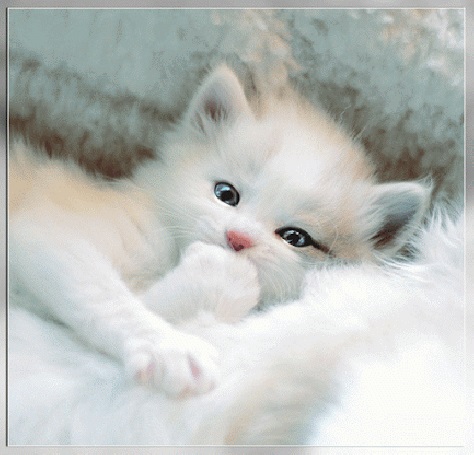 Белые пушистые котята красивые фотографии (15)