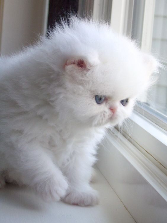 Белые пушистые котята красивые фотографии (16)