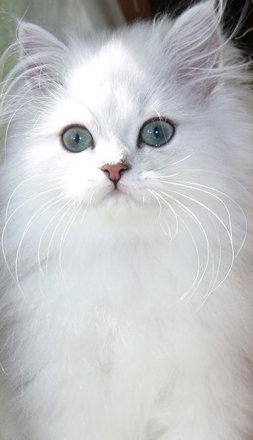Белые пушистые котята красивые фотографии (24)