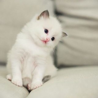Белые пушистые котята красивые фотографии (25)