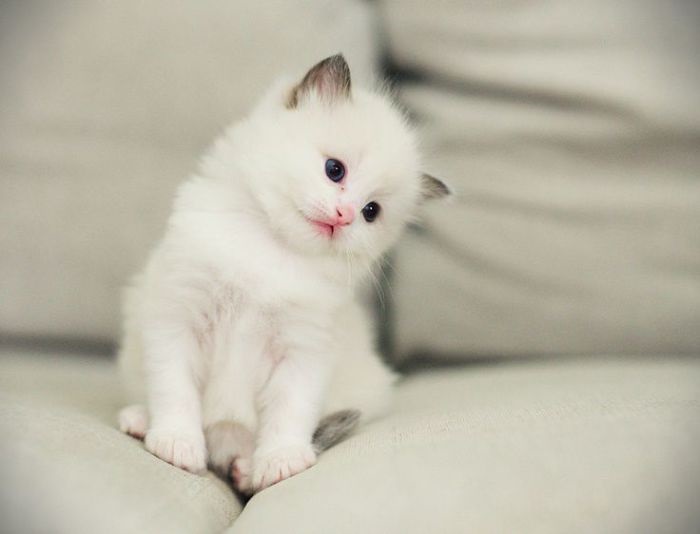 Белые пушистые котята красивые фотографии (25)